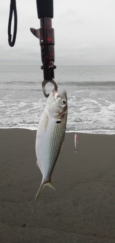 コノシロの釣果