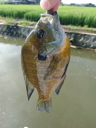 ブルーギルの釣果