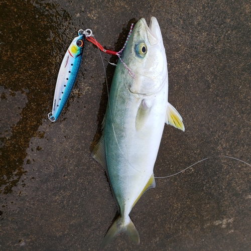 ワカシの釣果