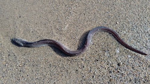 キスの釣果