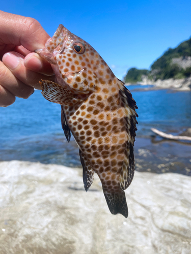 オオモンハタの釣果