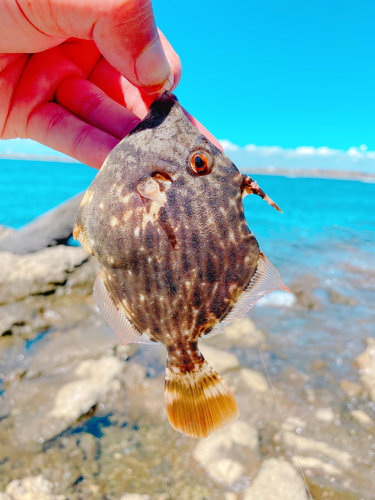 カワハギの釣果