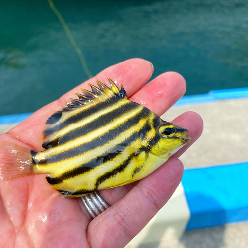 カゴカキダイの釣果