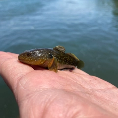 ヌマチチブの釣果