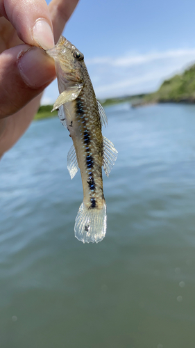 ゴクラクハゼの釣果