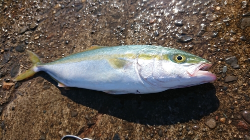 ワカシの釣果