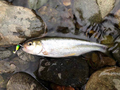 ウグイの釣果