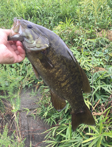 スモールマウスバスの釣果