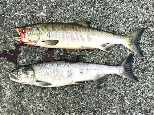 サケの釣果