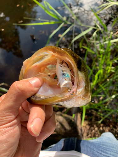 ラージマウスバスの釣果