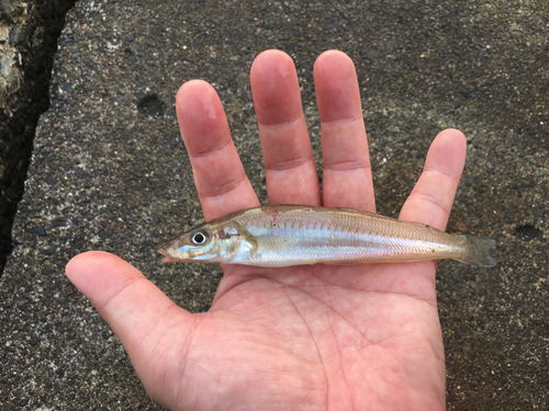 キスの釣果