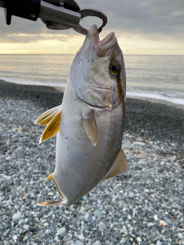 ショゴの釣果