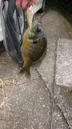 ブルーギルの釣果