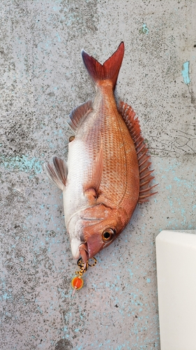 タイの釣果