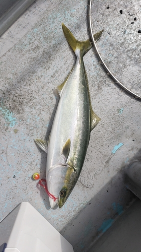 ハマチの釣果