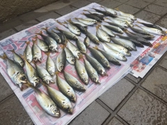 マアジの釣果