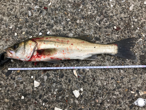 シーバスの釣果