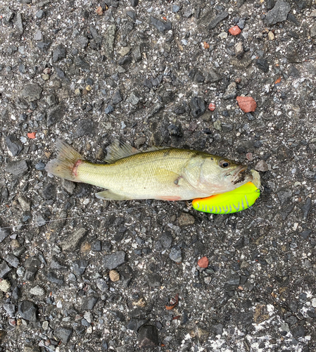 ブラックバスの釣果