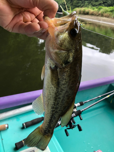 ラージマウスバスの釣果