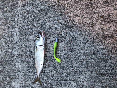 サバの釣果