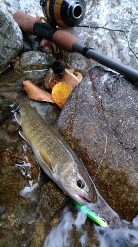 イワナの釣果