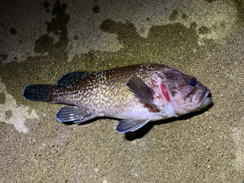 マゾイの釣果