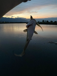 ナマズの釣果