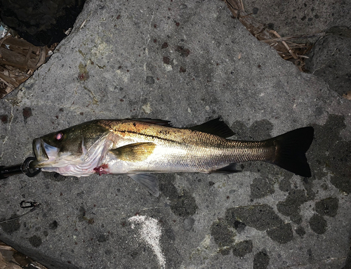 シーバスの釣果