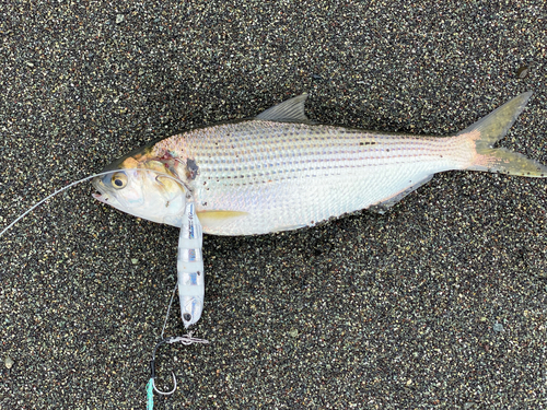 コノシロの釣果