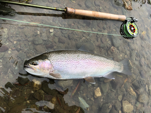 ニジマスの釣果