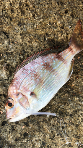 タイの釣果