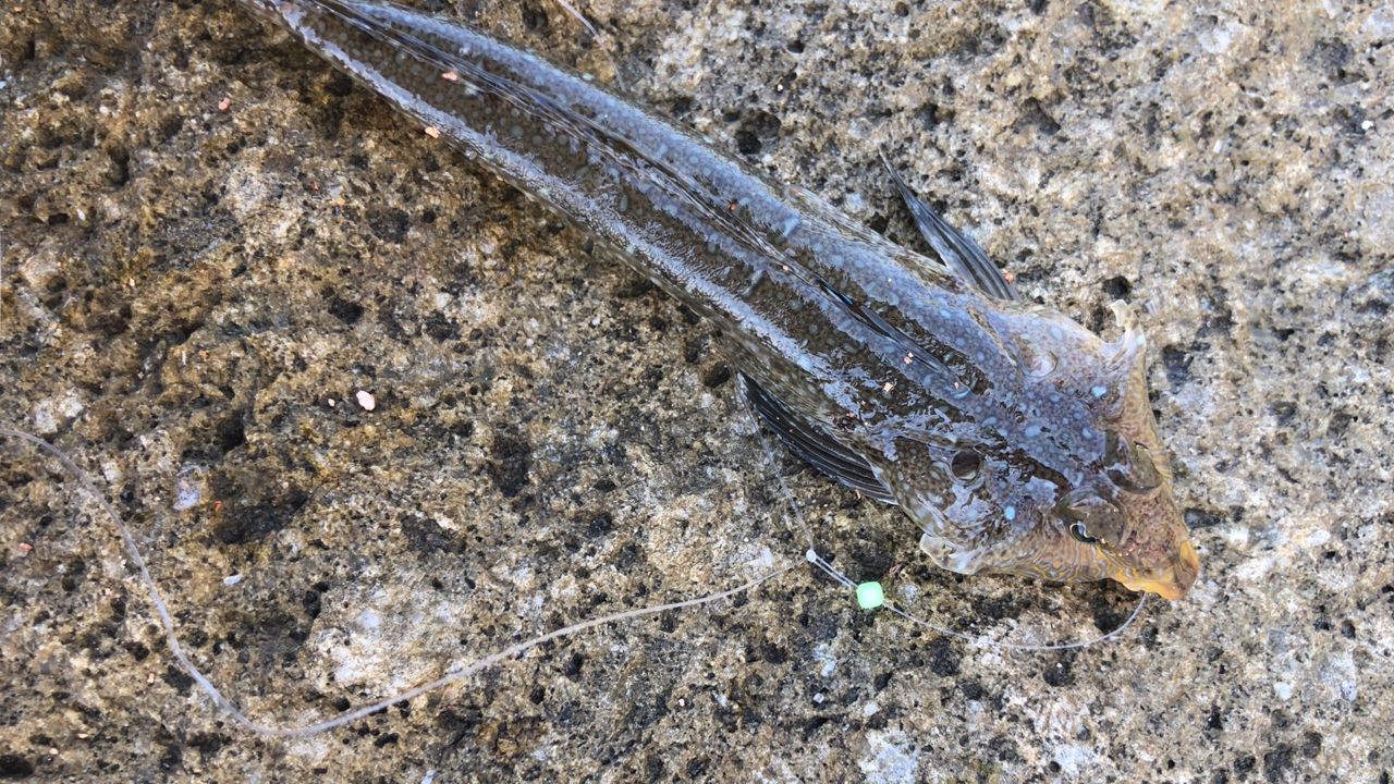 ネズミゴチ