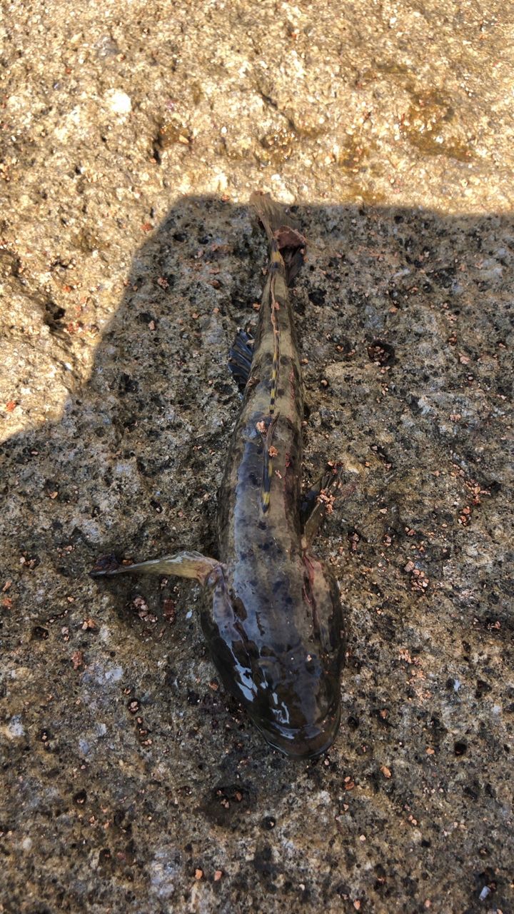 ネズミゴチ
