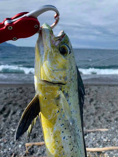 シイラの釣果