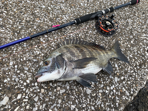 クロダイの釣果