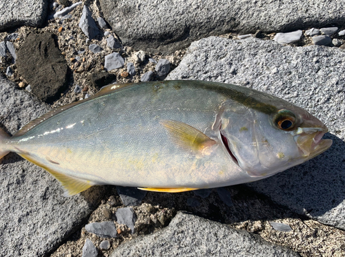 カンパチの釣果