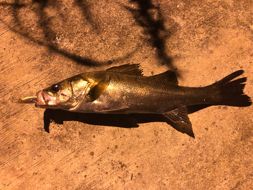 フッコ（マルスズキ）の釣果