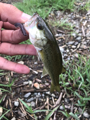 ラージマウスバスの釣果