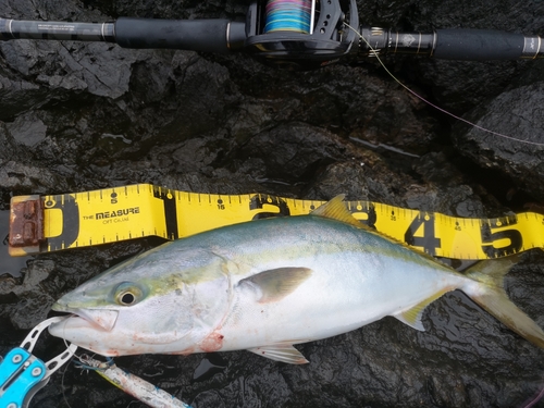 イナダの釣果