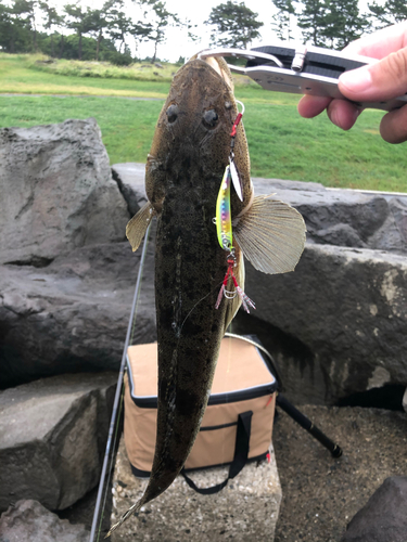 マゴチの釣果