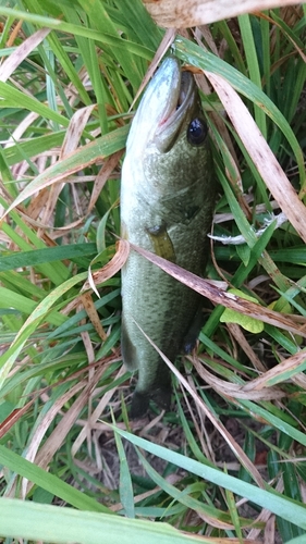 ブラックバスの釣果