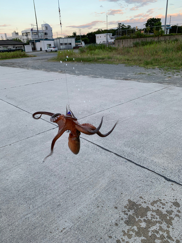 マダコの釣果