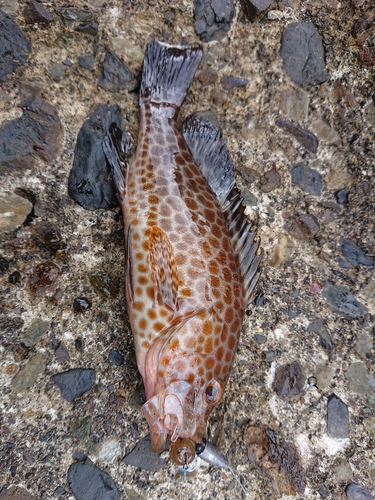 オオモンハタの釣果