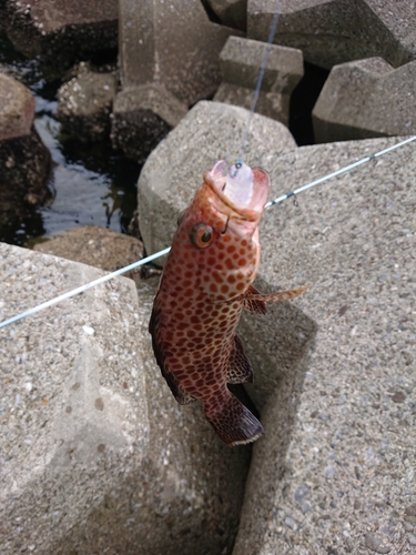 オオモンハタの釣果