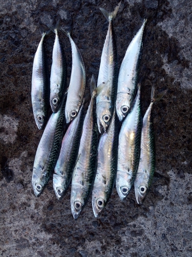 サバの釣果