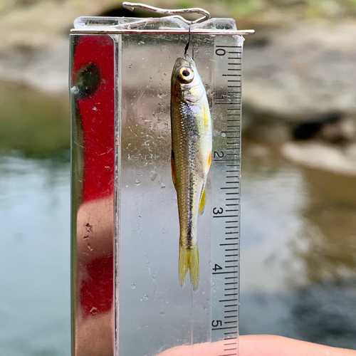 アブラハヤの釣果