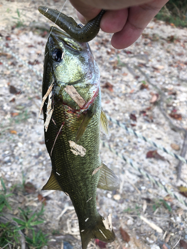 ブラックバスの釣果