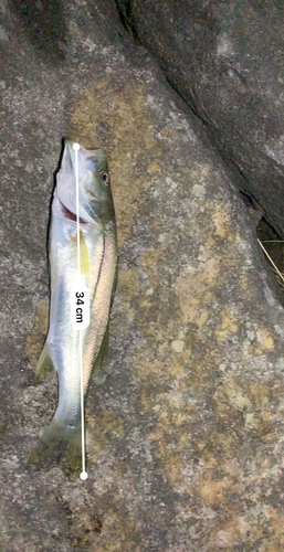 シーバスの釣果