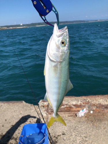 ワカシの釣果