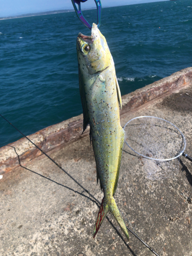 シイラの釣果